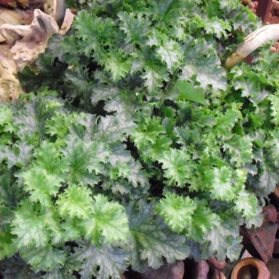 Гейхера Эппл Крисп Гейхера Эппл Крисп - Dolina-Sad.Ru