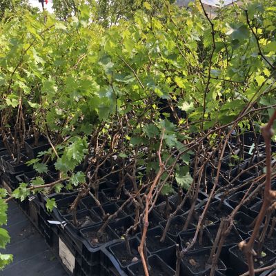 Виноград Супага Виноград Супага фото