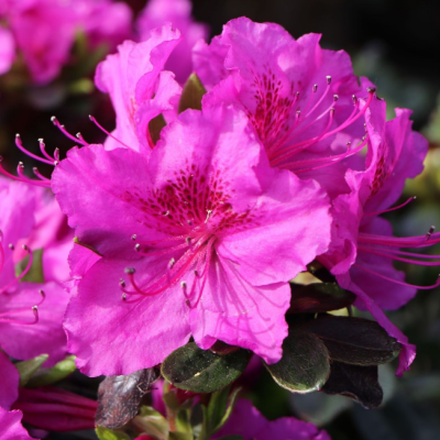 Рододендрон Такако фото