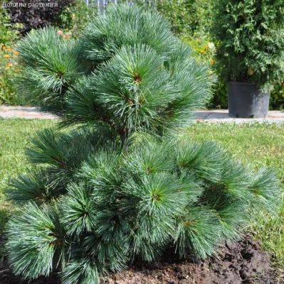 Сосна Веймутова, С3 Сосна Веймутова, С3 - Dolina-Sad.Ru