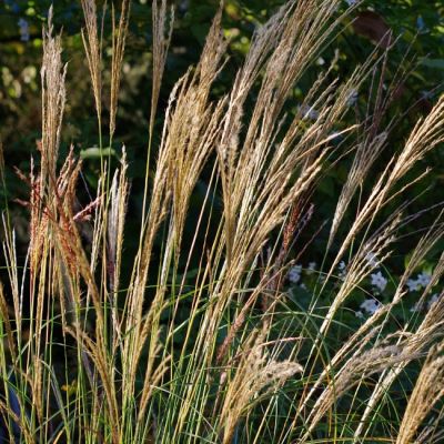 Мискантус Якушима Дворф Мискантус Якушима Дворф фото