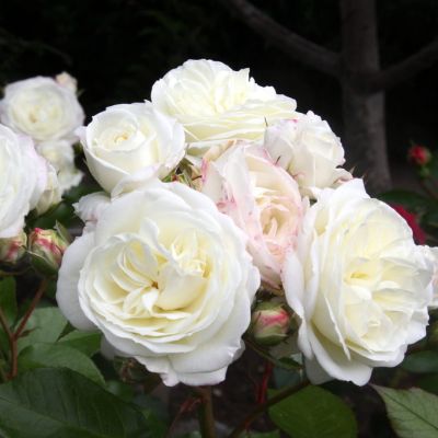 Роза Алабастер Роза Алабастер фото