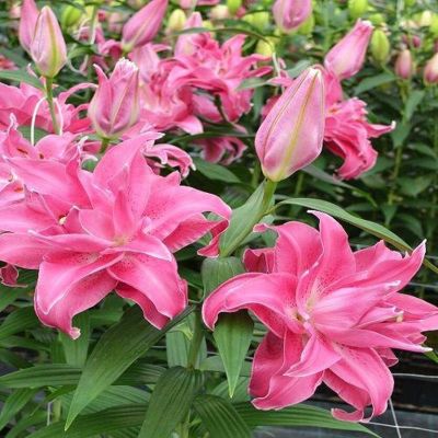 Лилия Лотус Джой Лилия Лотус Джой - Dolina-Sad.Ru