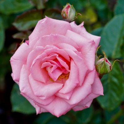 Роза Рамира Роза Рамира - Dolina-Sad.Ru