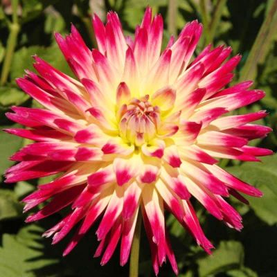 Георгина Таити Санрайз Георгина Таити Санрайз фото