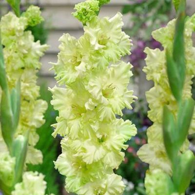 Гладиолус Тула - Dolina-Sad.Ru