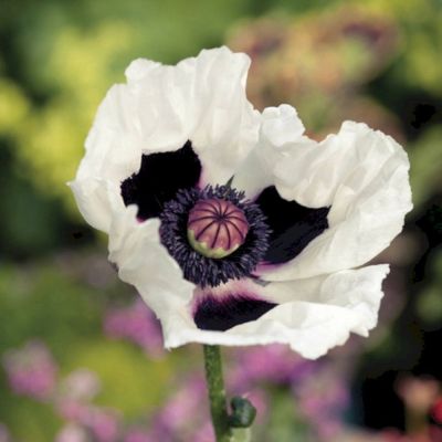 Мак восточный Роял Виддинг - Dolina-Sad.Ru