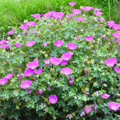 Герань кроваво-красная Макс Фрай Герань кроваво-красная Макс Фрай фото