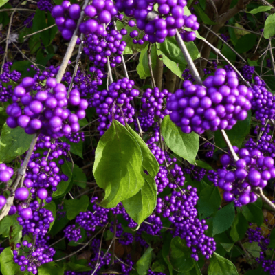 Красивоплодник бодиньера Жиральда 1 Красивоплодник бодиньера Жиральда 1 фото