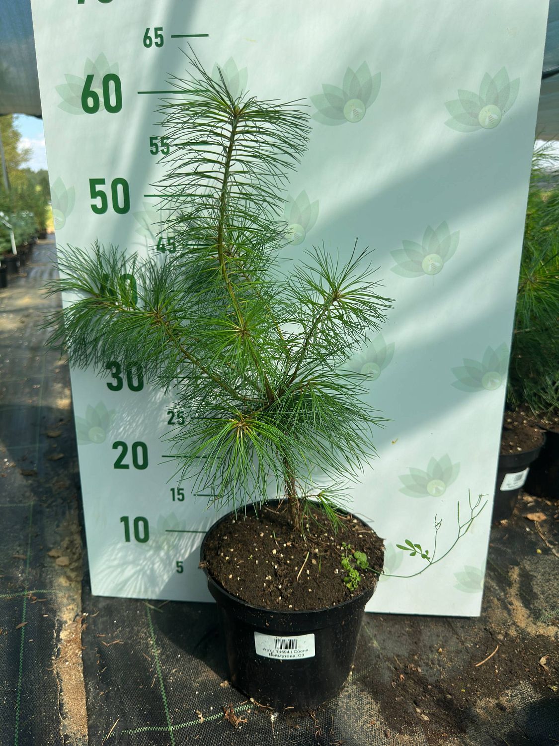 Сосна Веймутова, С3 Сосна Веймутова, С3 - Dolina-Sad.Ru