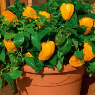 Перец острый Золотничок (А) Перец острый Золотничок (А) фото