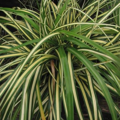 Осока Моррова Ауреовариегата Осока Моррова Ауреовариегата - Dolina-Sad.Ru