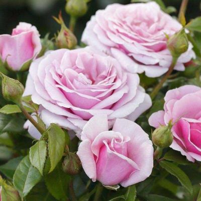 Роза Пасифик Блю - Dolina-Sad.Ru