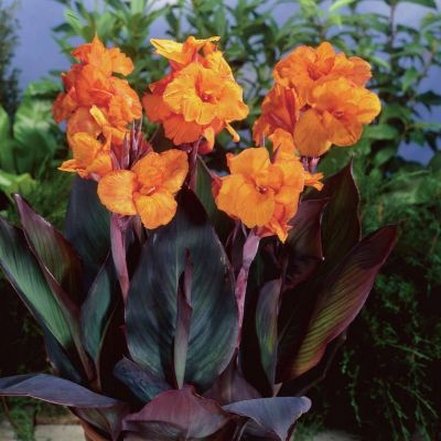 Канна Вайоминг - Dolina-Sad.Ru