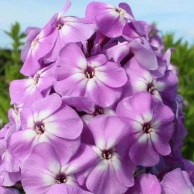 Флокс метельчатый Голиаф Флокс метельчатый Голиаф - Dolina-Sad.Ru