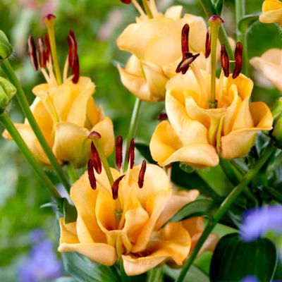 Лилия Эприкот Фадж Лилия Эприкот Фадж фото