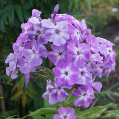 Флокс метельчатый Голиаф Флокс метельчатый Голиаф - Dolina-Sad.Ru