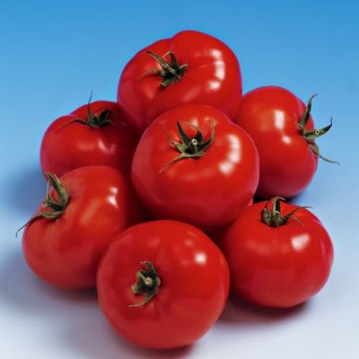 Томат Бетта Томат Бетта фото