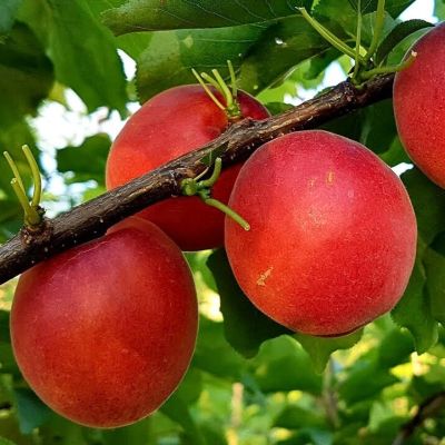 Абрикос Рубиста Абрикос Рубиста - Dolina-Sad.Ru