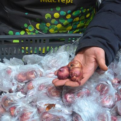 Гладиолус Монте Гордо Гладиолус Монте Гордо - Dolina-Sad.Ru