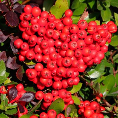 Пираканта Ред Кушион - Dolina-Sad.Ru