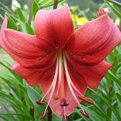 Лилия Перл Лорэйн Лилия Перл Лорэйн - Dolina-Sad.Ru