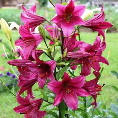 Лилия Перпл Принц Лилия Перпл Принц фото