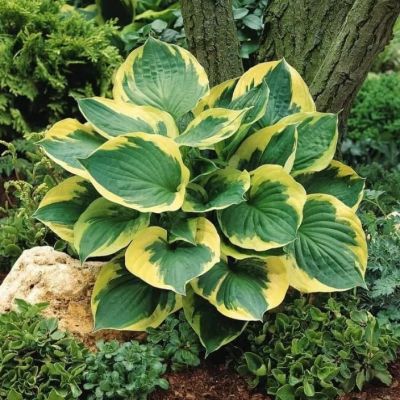 Хоста Твилайт Хоста Твилайт фото