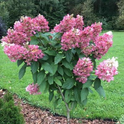 Гортензия метельчатая Канделайт на штамбе - Dolina-Sad.Ru