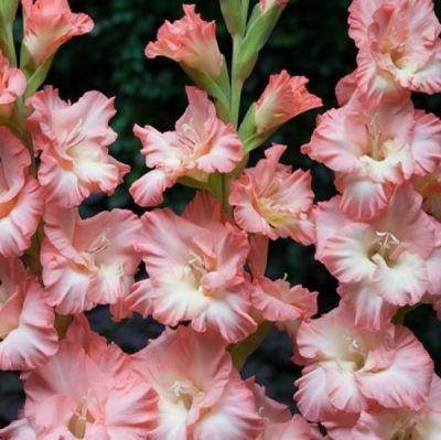 Гладиолус Монте Гордо Гладиолус Монте Гордо - Dolina-Sad.Ru