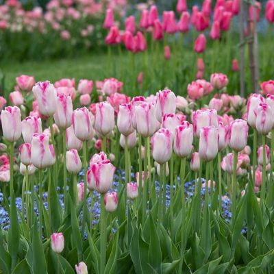 Набор 18-ти тюльпанов Набор 18-ти тюльпанов фото