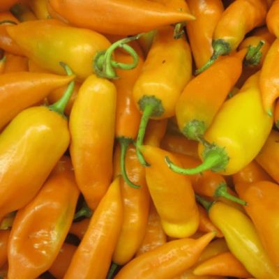 Перец острый Золотничок (А) Перец острый Золотничок (А) фото