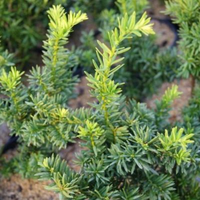 Тис средний Фэирвью фото