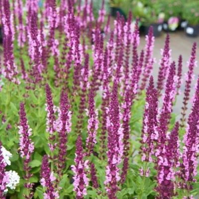 Шалфей Сэнсэйшн Медиум Пинк Шалфей Сэнсэйшн Медиум Пинк - Dolina-Sad.Ru