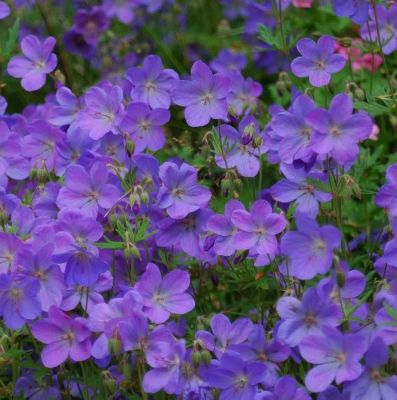 Герань гибридная Джонсон блю Герань гибридная Джонсон блю - Dolina-Sad.Ru