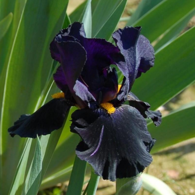Ирис Блэк Драгон Ирис Блэк Драгон фото