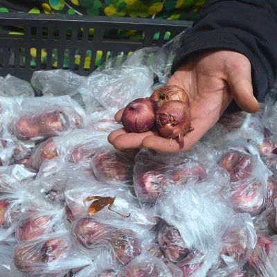 Гладиолус Чимароса Гладиолус Чимароса - Dolina-Sad.Ru