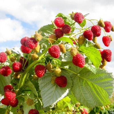 Малина Зева Хебстерн/Ремонтантная Малина Зева Хебстерн/Ремонтантная фото