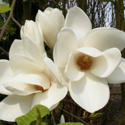 Магнолия Суланжа Альба Суперба Магнолия Суланжа Альба Суперба фото