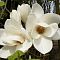 Магнолия Суланжа Альба Суперба Магнолия Суланжа Альба Суперба фото