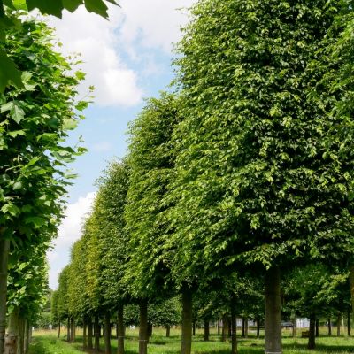 Граб обыкновенный, С3 - Dolina-Sad.Ru