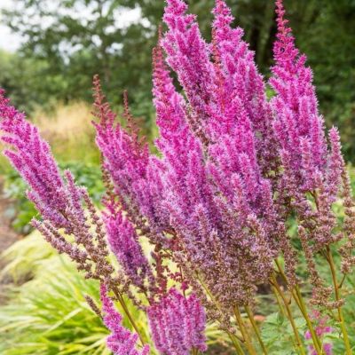 Астильба китайская Пурпуркерце - Dolina-Sad.Ru