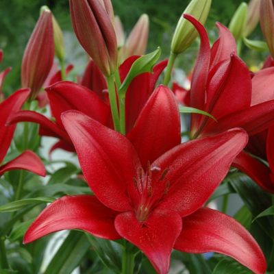 Лилия Динамикс - Dolina-Sad.Ru