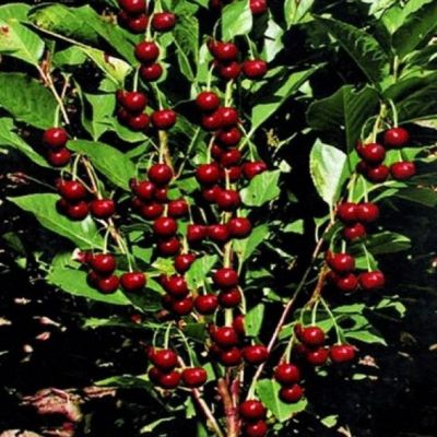 Вишня Малютка Вишня Малютка фото