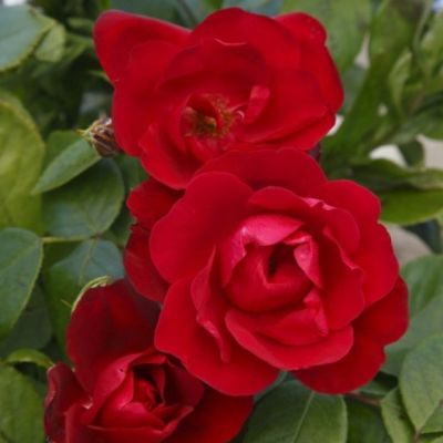 Роза Хоуп Фо Хьюманити Роза Хоуп Фо Хьюманити - Dolina-Sad.Ru