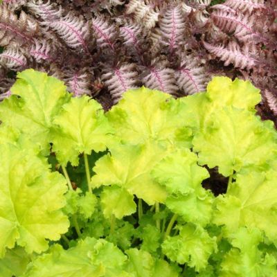 Гейхера Лайм Рики - Dolina-Sad.Ru