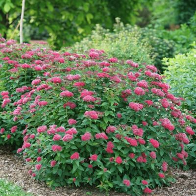 Спирея японская Фробелии, С1 - Dolina-Sad.Ru