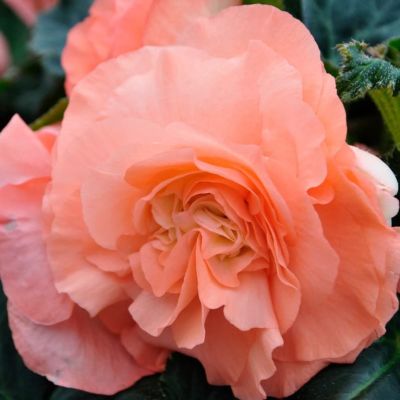 Бегония Пикоти Пастель Салмон Бегония Пикоти Пастель Салмон фото