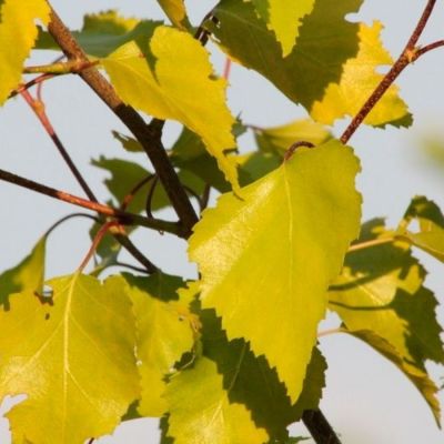 Береза повислая Шневердингер Гольдбирк, С3 - Dolina-Sad.Ru