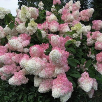 Гортензия метельчатая Ангел Блаш - Dolina-Sad.Ru